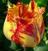 Разноцвеный тюльпан